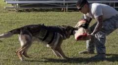 Toothy csapda: kutyafajták a legerősebb harapással